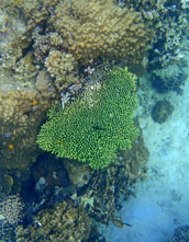 ปะการัง-เกาะนางยวน-70